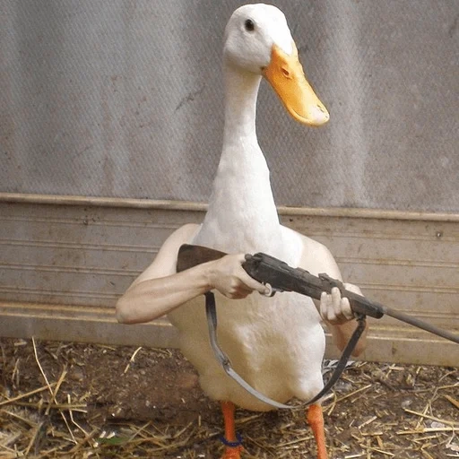 ganso, ganso de pato, pato de pato, ganso com uma arma, raça de pato-osfos