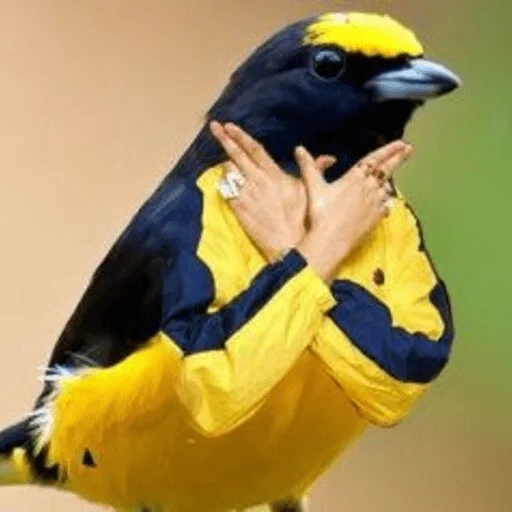 twitter, o pássaro é amarelo, eufonia bird, sparrow maxim, maxim vorobyov