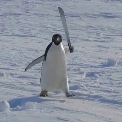 i pinguini, assassino di pinguini, pinguino divertente, pinguino che colpisce lat, carlos portato valdez
