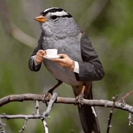 gli uccelli, gli uccellini, grigio uccellino, uccelli ciechi, uccello del passero