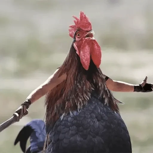 rooster, coq de mème, coq en colère, cockerbird, le coq connaît le coq