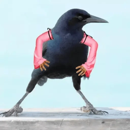 birds, crow, crow crow, crow bird, crows crow