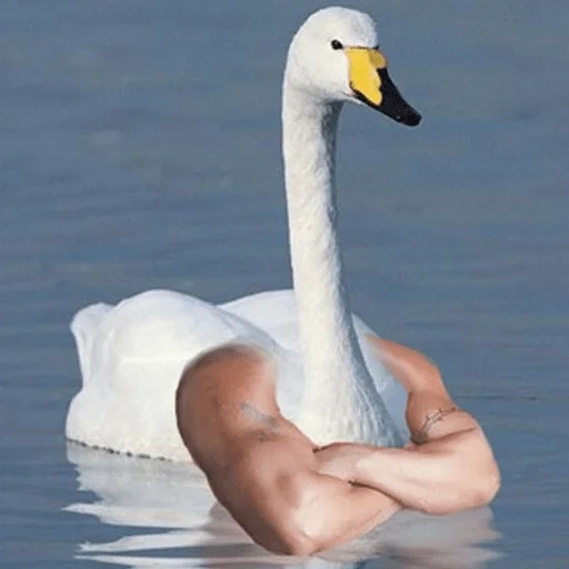 swan, faire des oies à la main, goose feather, hilarant swan, étang du cygne blanc