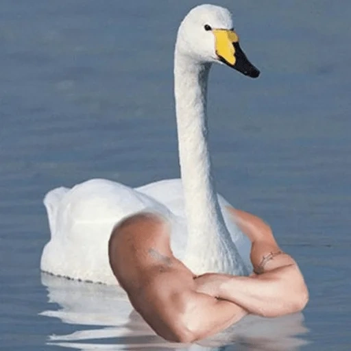 cisne, manos de ganso, pluma de ganso, cisne divertido, estanque de cisne blanco