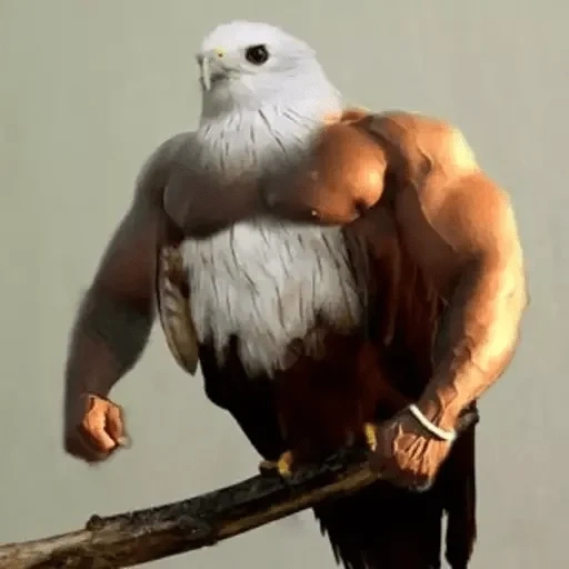 птицы, птица качок, голубь качок, белоголовый орлан, мускулистая птица