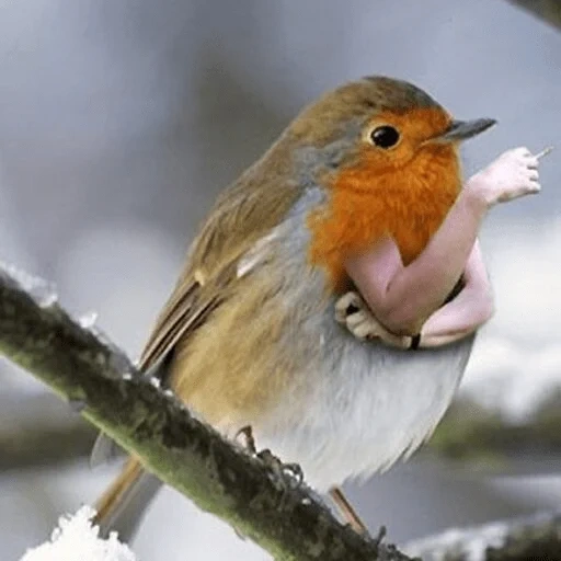 oiseaux, remplissage, oiseaux électriques, robin, oiseau rechargeant le rouge-gorge