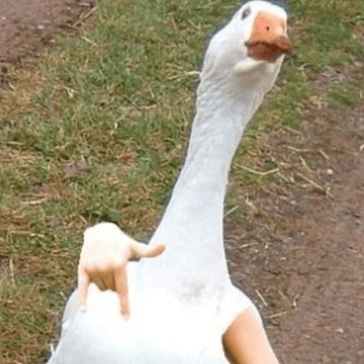 goose, twitter, a cunning goose, cool goose, human goose