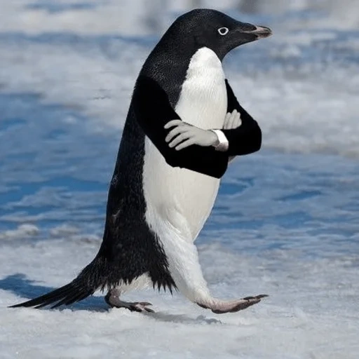 pingüino, pingüino, pingüino árabe, pájaro pigo, penguin adelie