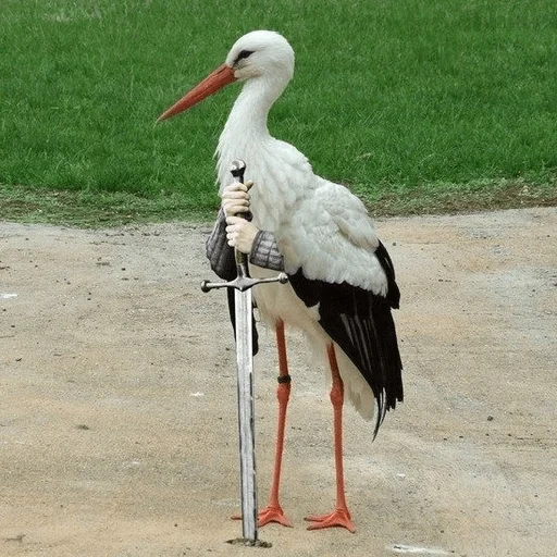 stork, white stork, white stork, white stork little red book, white stork moscow red book
