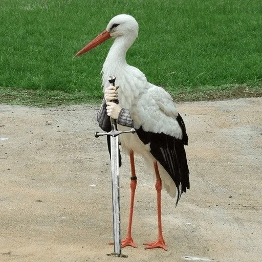 bangau, bangau putih, bangau putih, buku merah putih, buku merah area stork moskwa