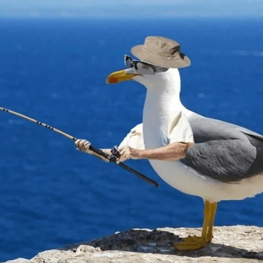 mouettes, goéland stupide, grosse mouette, mouette noire, gull cormoran albatros