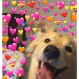 doggo hearts