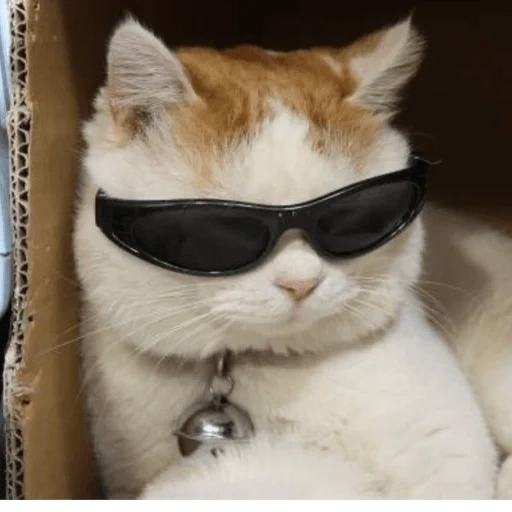 gato de gafas negras, gafas rosa, gato soleado