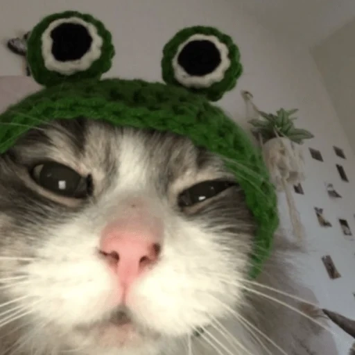 кошка, котик шапочке, веселые животные, кошка шапке лягушки, котик шапочке лягушки