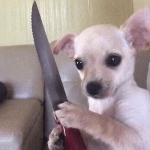 chihuahua, chihuahua meme, chihuahua dog, chihuahua knife, funny chihuahua