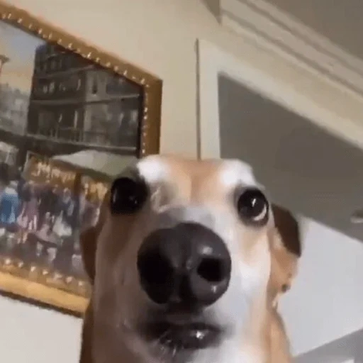 dog meme, dogs are funny, surprised dog, dog bangs meme, interesting dog