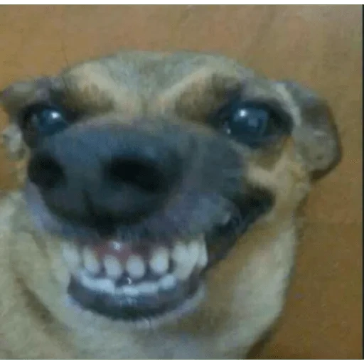 canal, kamera, anjing yang tersenyum, anjing lucu dengan gigi, meme mulut anjing
