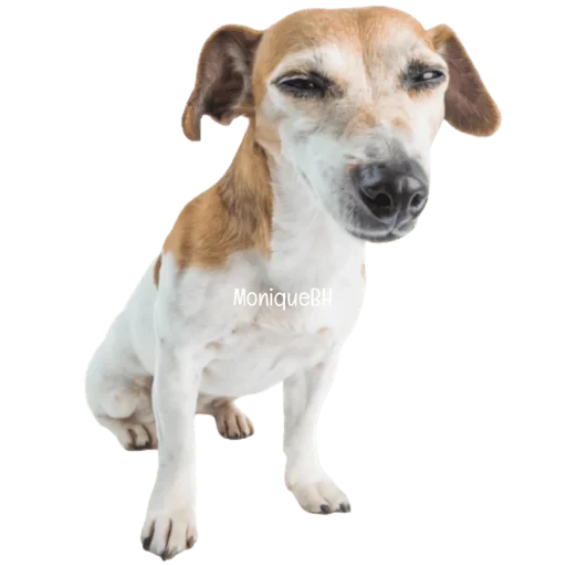 jack russell, anak anjing jack russell, jack russell dog, anjing jack russell terrier, lovely-orange don*t worry be happy jack russell