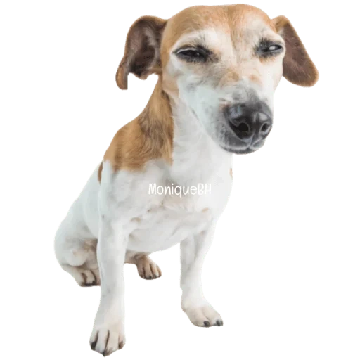 jack russell, cachorro jack russell, perro jack russell, perro jack russell terrier, rango encantador no te preocupes sé feliz jack russell