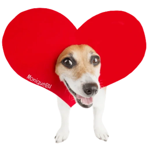 perro, el perro es pequeño, el perro es un corazón, perros pequeños, picchi no me dejes