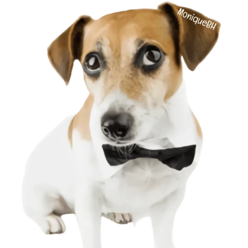 chien jack, jack russell, russell terrier, jack russell terrier, jack russell terrier dog