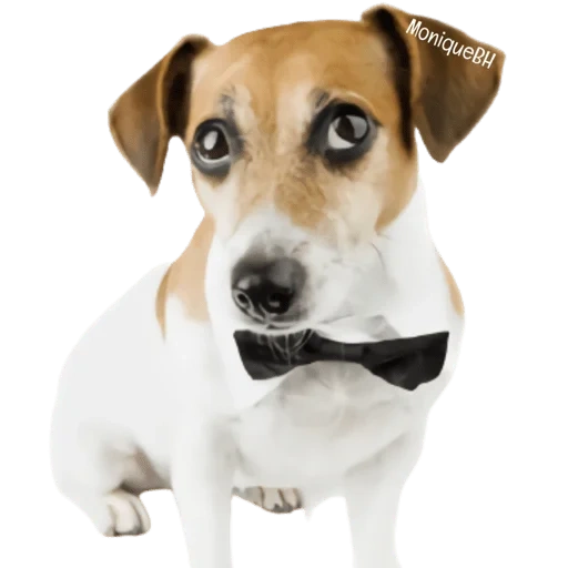 jack hund, jack russell, russell terrier, jack russell terrier, jack russell terrier hund