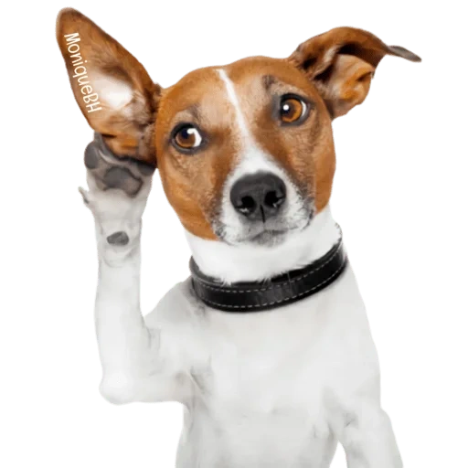 jack si anjing, tim genius, jack russell, russell terrier, jack russell terrier