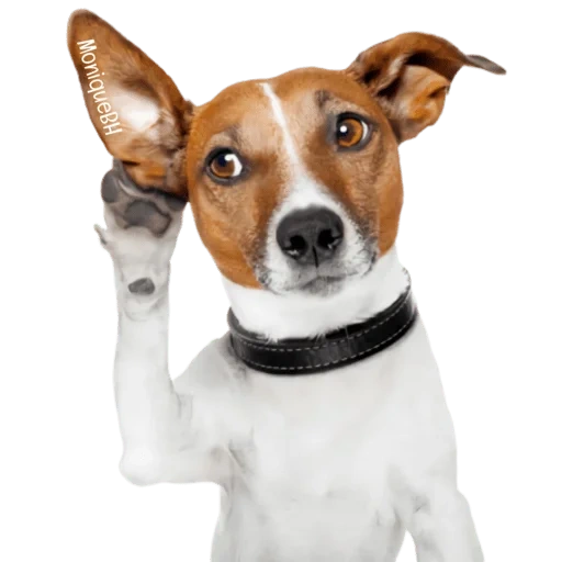 perro jack, genio del equipo, jack russell, russell terrier, jack russell terrier perro