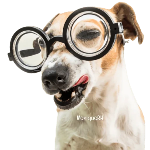 cão nerd