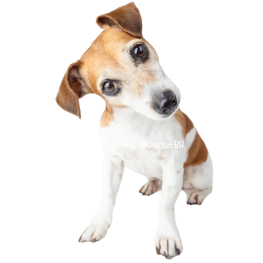 jack russell, jack russell dog, russell terrier, anjing jack russell terrier, jack russell terrier