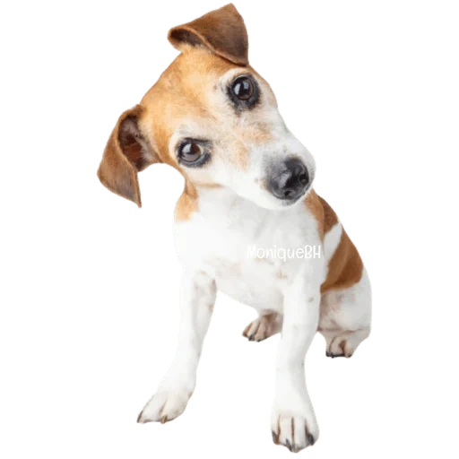 jack russell, chien jack russell, chien russell terrier, chien jack russell terrier, terrier jack russell terrier