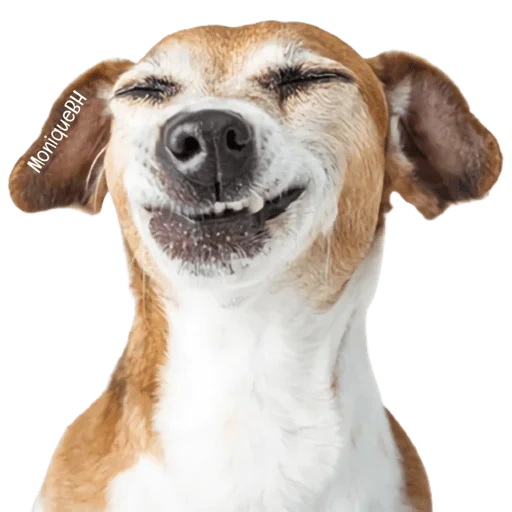 cane, cane, cane felice, il cane è un sorriso di lato, il cane lecca uno sfondo bianco