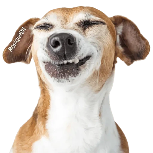 perro, perro, perro feliz, el perro es una sonrisa desde el lado, el perro lame un fondo blanco