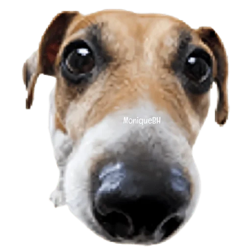 dog, dog nose, dog nose, the dog thinks, jack russell terrier