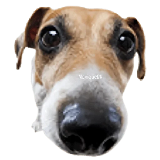 hund, hundenase, hundenase, der hund denkt, jack russell terrier