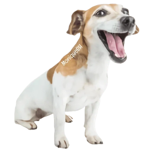 cane, il cane è bianco, cucciolo jack russell, dog jack russell, dog jack russell terrier