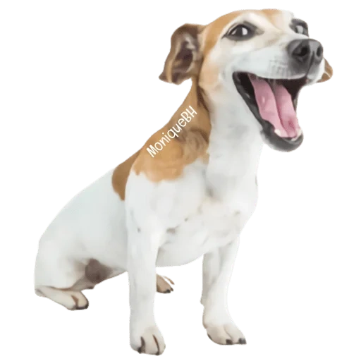 hund, der hund ist weiß, welpe jack russell, hund jack russell, hund jack russell terrier