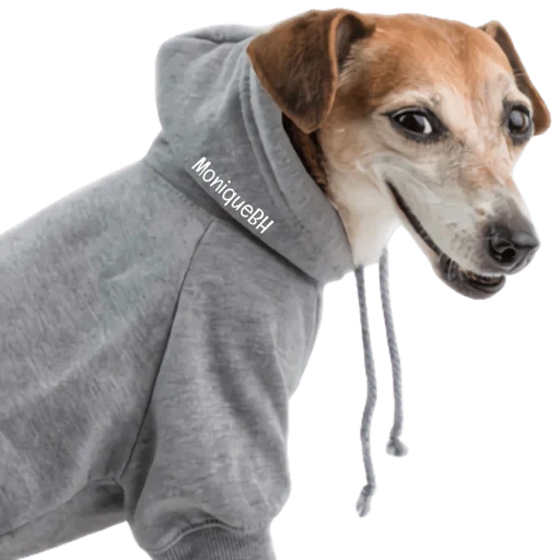 the dog is gray, dog clothing, small dogs, dog jack russell, dog jack russell terrier