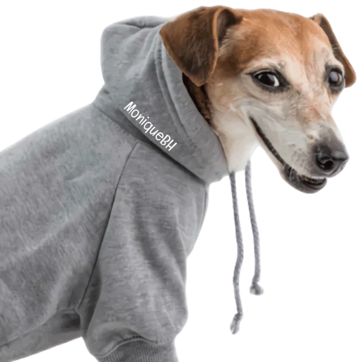 el perro es gris, ropa para perros, perros pequeños, perro jack russell, perro jack russell terrier