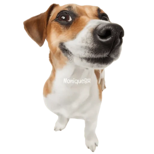 anak anjing jack russell, mainan lampu anjing ka, jack russell terrier puppy, anjing jack russell terrier, mainan anjing interaktif