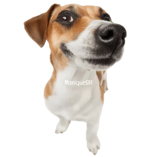 welpe jack russell, hund spielzeuglampe ka, jack russell terrier welpe, hund jack russell terrier, interaktives spielzeug von hunden