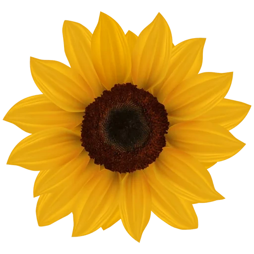 white sunflower, sunflower without a background, sunflower with a white background, sunflower with a white background, sunflower with a transparent background
