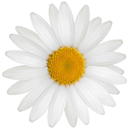 daisy, chamomile, bunga aster putih, bunga chamomile, daisy white bottom
