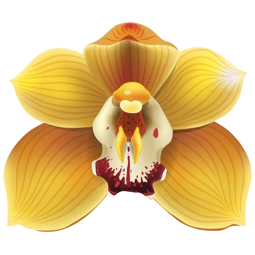 anggrek, anggrek, anggrek kuning, orchid orange, phalaenopsis