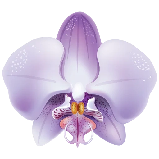 orchidées, la fleur d'orchidée, phalaenopsis santa rosa, falenopsis liberty pink, phalaenopsis aphrodite violet