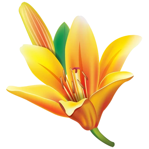 floraison, fleurs de lys, lis d'enfants, lilia flower est jaune, vecteur de lilia jaune