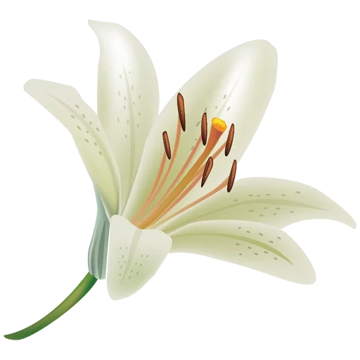 lirios blancos, flor del lirio, lilia con fondo blanco, las flores de lirios son blancas, lilia con un tallo de fondo transparente