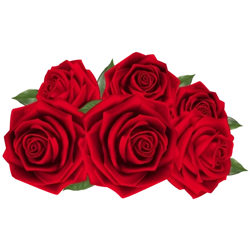 roses, red roses, flowers red roses, roses with a transparent background, red roses with a white background