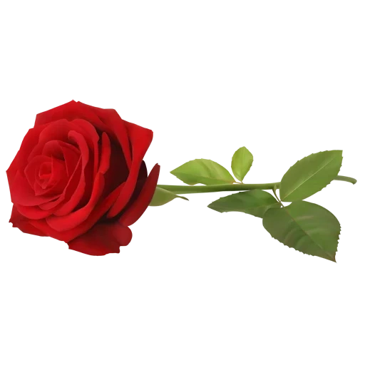 rose red, mawar dengan latar belakang putih, dasar transparan mawar, mawar merah dengan latar belakang putih, klipatt berkabung mawar latar belakang transparan