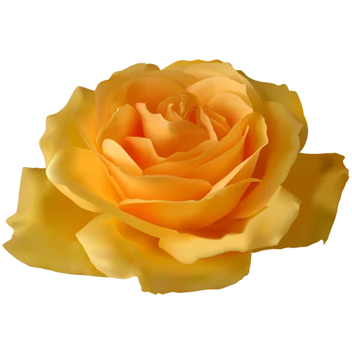 le rose sono gialle, fiori rose gialle, vettore di rose gialle, sfondo trasparente arancione, i petali di taglio giallo rosa sono grandi